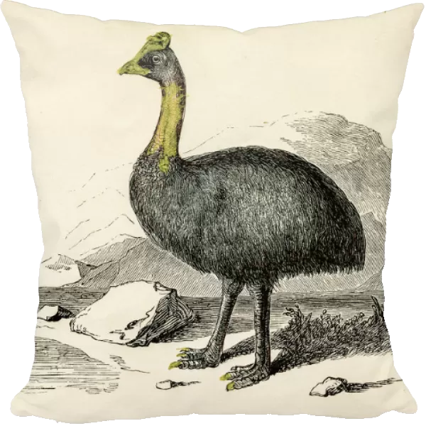 Cassowary bird engraving 1851