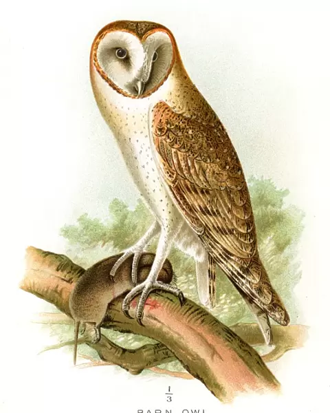 Barn owl lithograph 1897