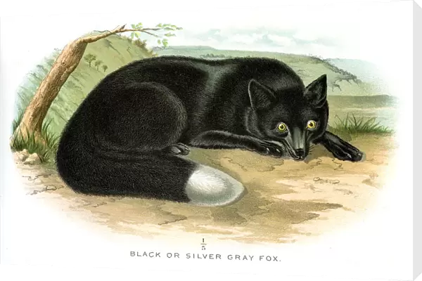 Black fox lithograph 1897