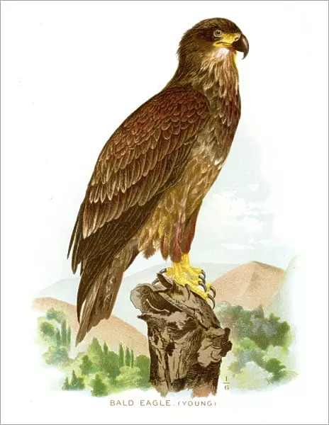 Bald eagle lithograph 1897