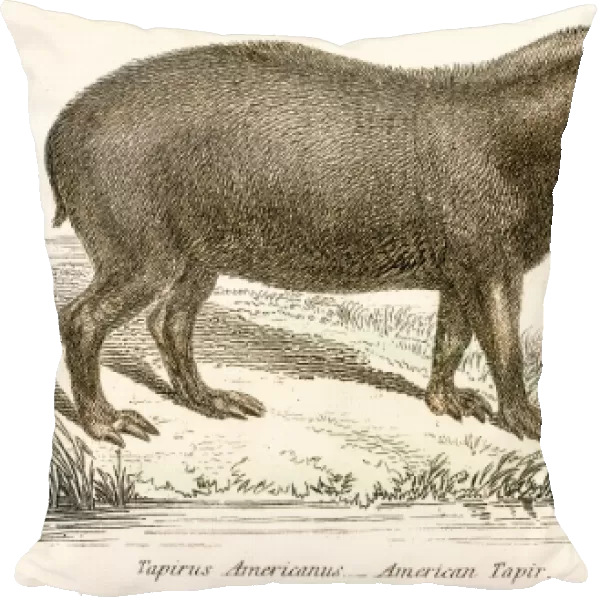 Tapir engraving 1803