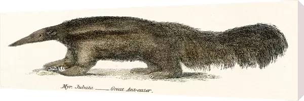 Great Ant eater engraving 1803