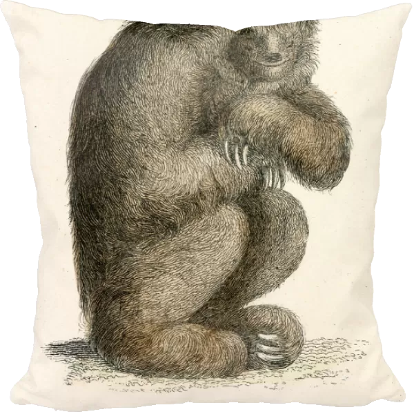 Sloth engraving 1803
