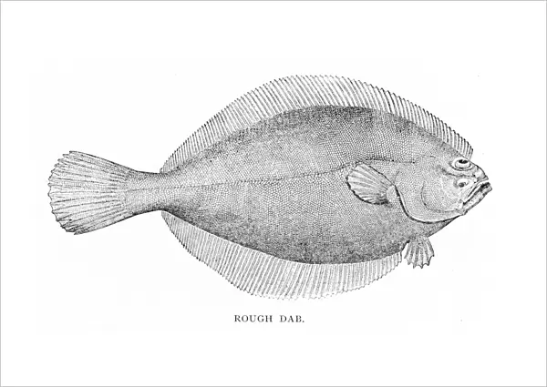 Rough dab fish engraving 1898