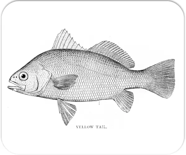 Yellow tail fish engraving 1898