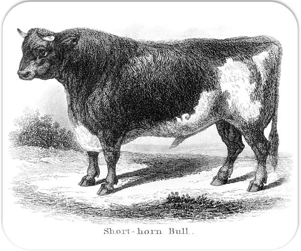 Short-horn bull engraving 1873