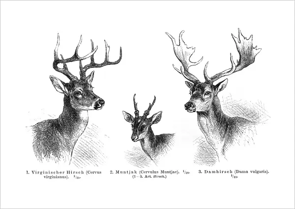 Deer antlers engraving 1896
