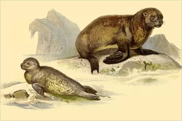 Sea Lion and Seal illustration 1888