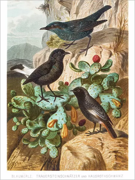 Thrush flycatcher redstart birds illustration 1882
