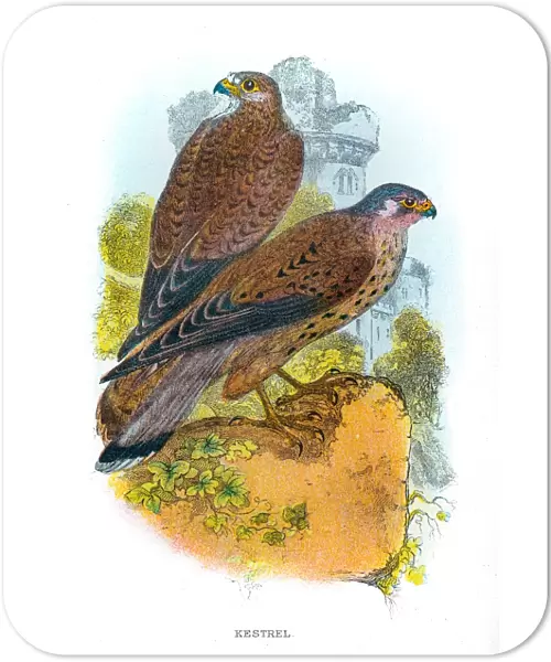 Kestrel falcon engraving 1896