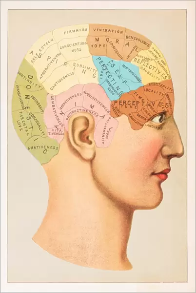 Phrenology Anatomy illustration 1891