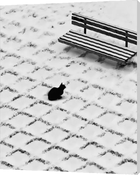 Black cat contemplating bench