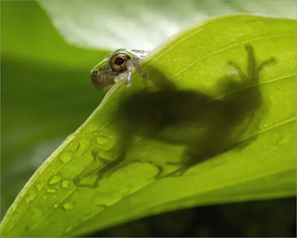 Grey tree frog on a leaf