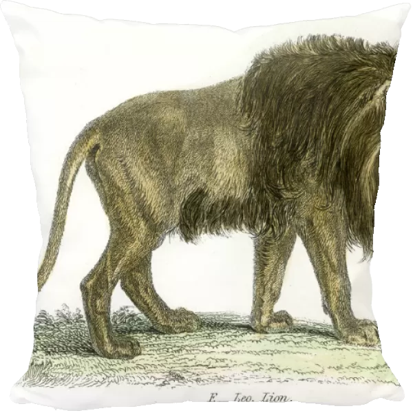 Lion engraving 1803