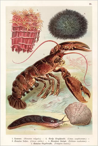 Lobster and sea creatures 1888