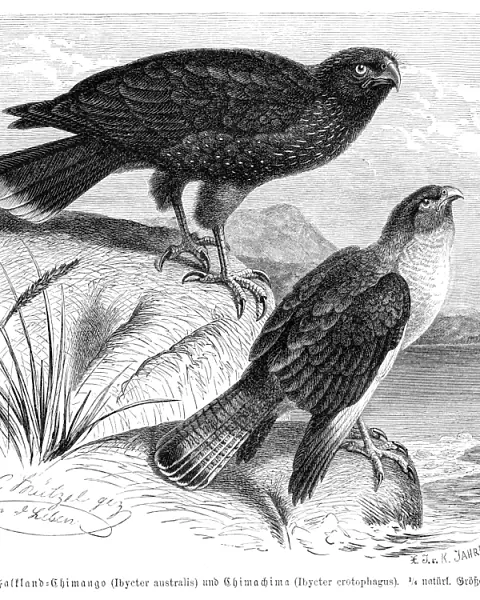 Caracara Falcon engraving 1892
