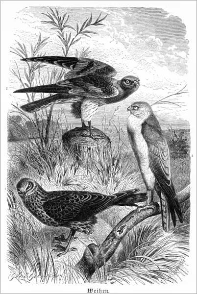 Hawks engraving 1892