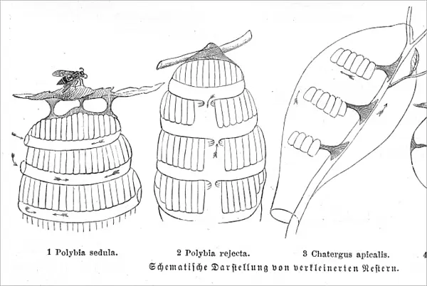 Honeycombs engraving 1884