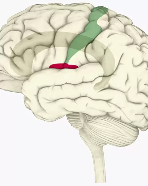 Digital illustration of human brain highlighting cingulate cortex, insular cortex in red, and somatosensory cortex in green