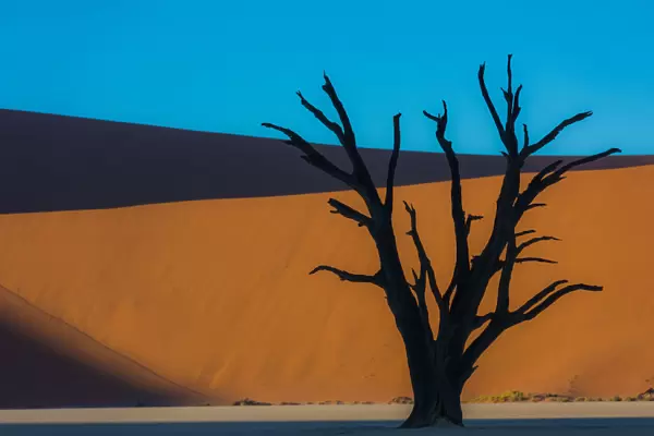 Dead Acacia tree silhouetted against sand dunes at Dead Vlei, Namibia