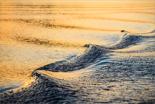 A closeup of a wave and wake in the refelcted suns