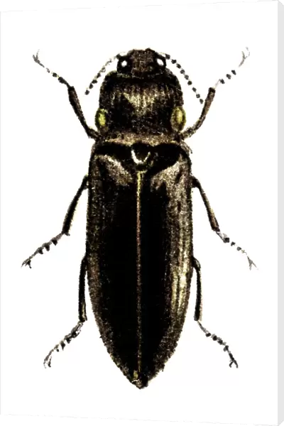 Pyrophorus noctilucus (Headlight Elater)