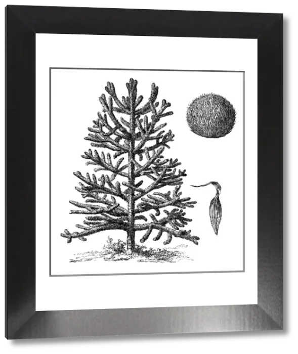 Framed Print : Monkey Puzzle Tree Print - A. imbricata Illustration