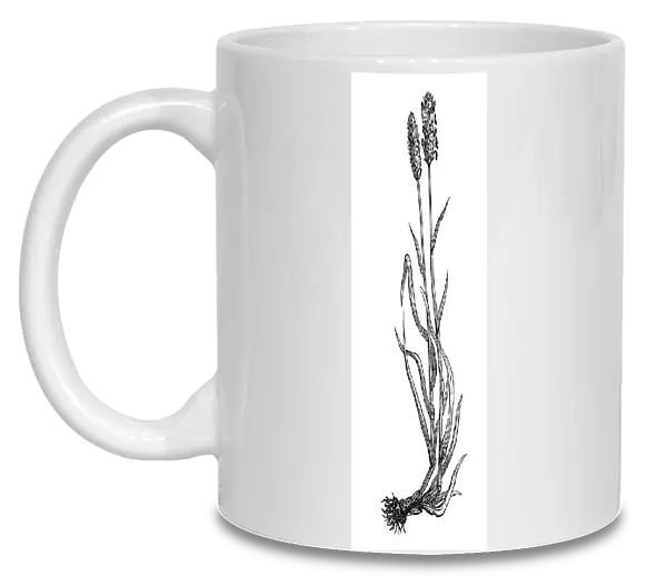 Alopecurus pratensis (meadow foxtail)