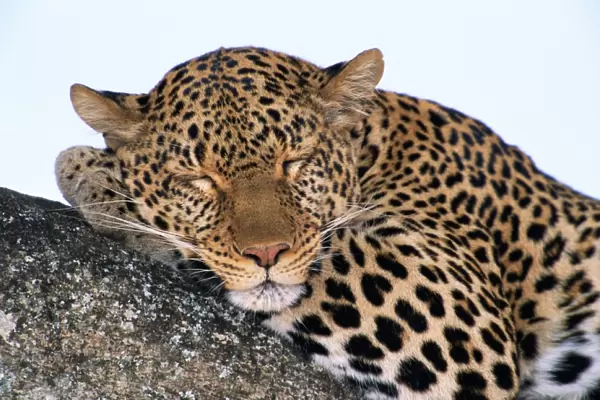 Leopard (Panthera pardus) asleep on tree limb, close-up