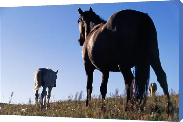 Three Horses Standing on Grassy Hill