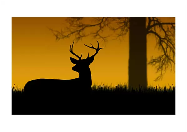 Beautiful deer in backlight