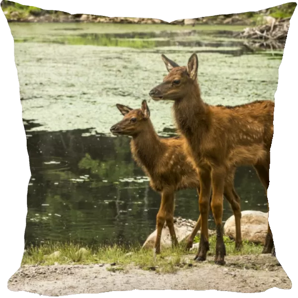 Two Elk Fawns
