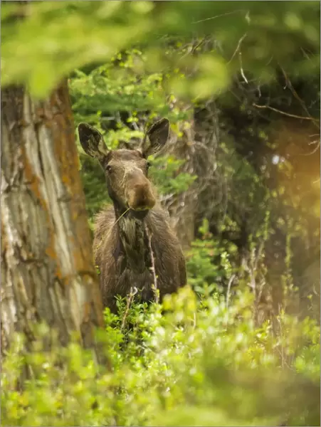 Cow Moose. A cow moose feeds in Grand Teton National Park, Wyoming, during late spring