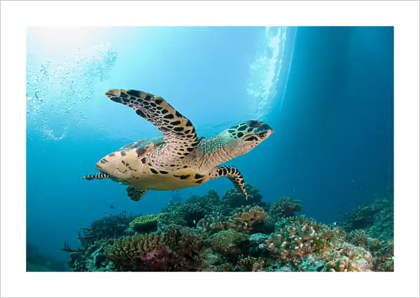 Sea turtle near coral reef