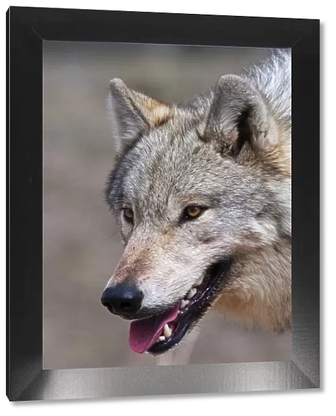 Wild Wolf Portrait