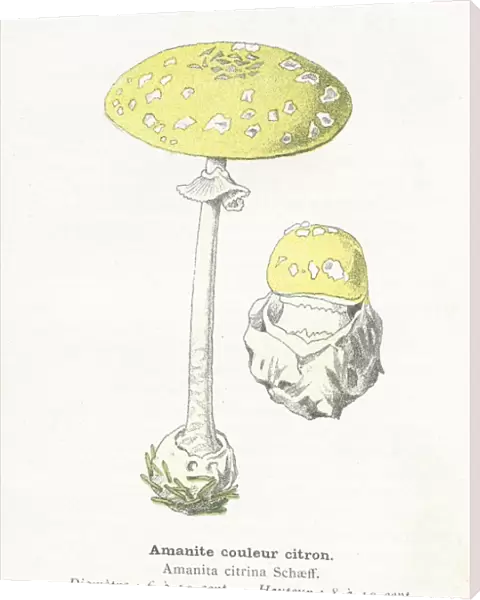 Citrus Amanita Mushroom engraving 1895