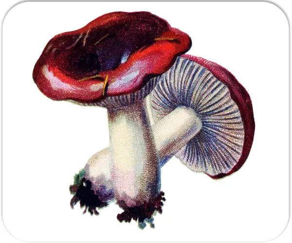 mushroom sickener, emetic russula, or vomiting russula