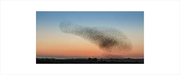 Murmuration of starling on Anglesey