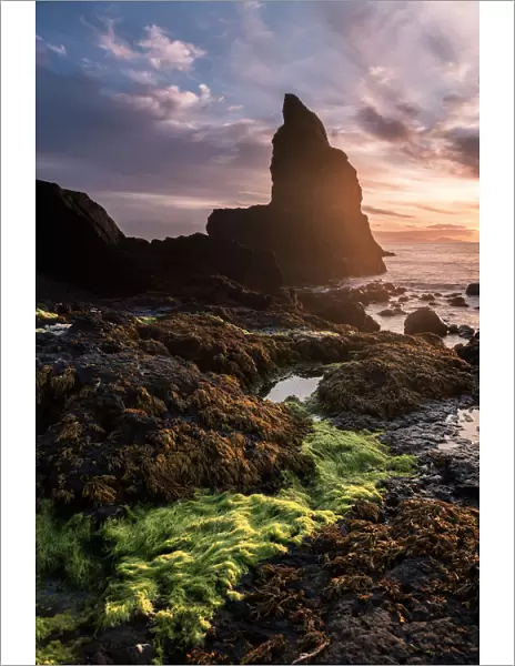 Green seaweed at Talisker Beach, Isle of Skye
