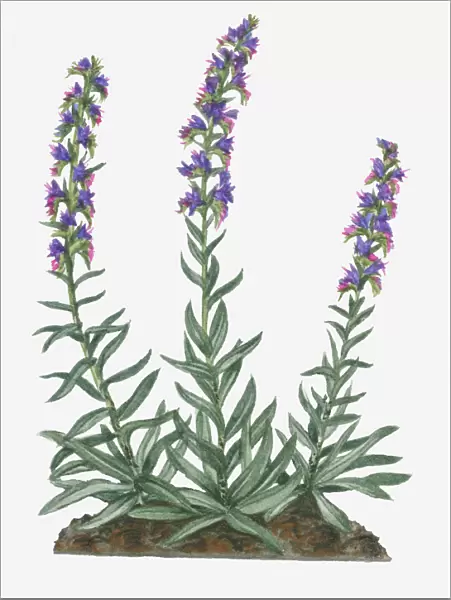 blue, botany, change, cut out, day, echium vulgare, flora, flower, green, hairy, herb