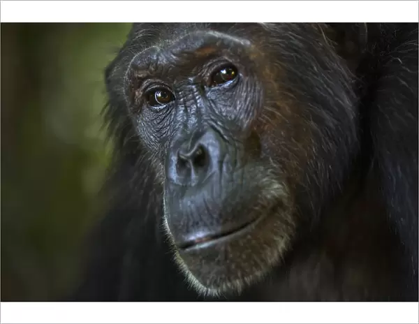 Eastern chimpanzee female Nasa aged 25 years portrait