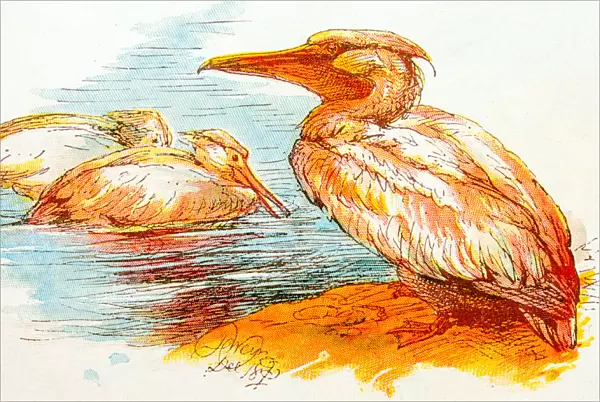 Antique children book illustrations: Pelicans