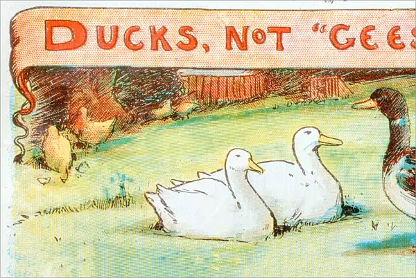 Antique children book illustrations: Ducks not Geese