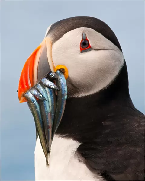 Puffin with sand eels in beak