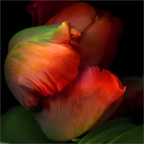 Rococo Parrot tulip