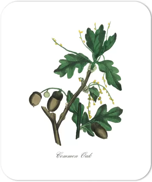 Common Oak Tree Victorian Botanical Illustration