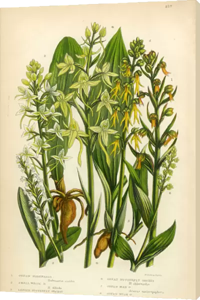 Orchid, Butterfly Orchid, Lizard Orchid, Habenaria Victorian Botanical Illustration