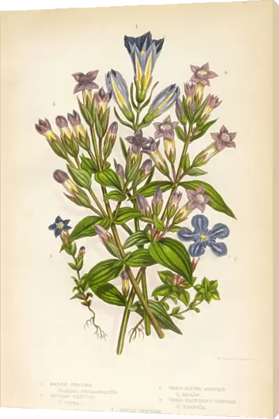 Gentian, Felwort (Gentiana pneumonanthe), Victorian Botanical Illustration
