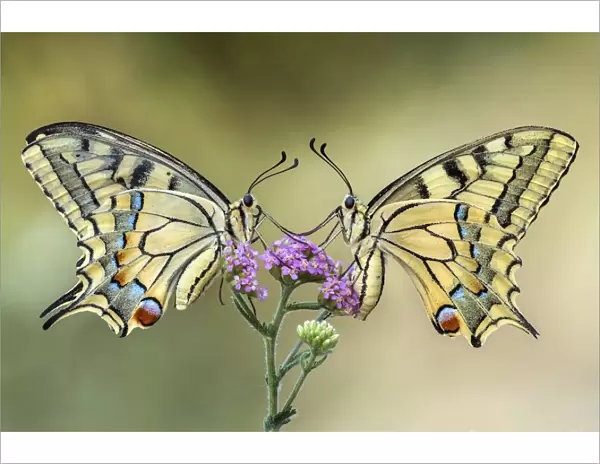Two swallowtail butterflies on a flower