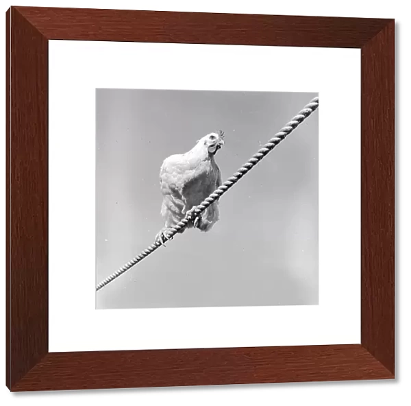 Tightrope. circa 1956: A chicken walking a tightrope